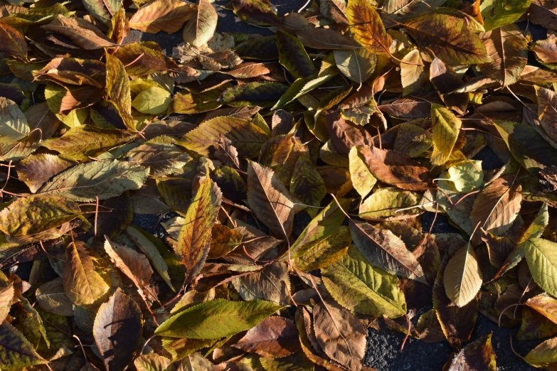 leaves that are red and green, and the leaves are brown