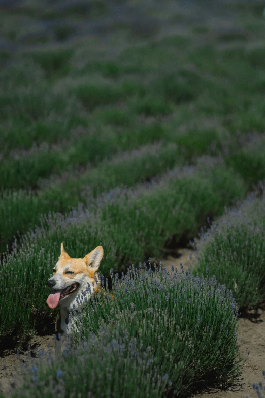 a dog sticking his tongue out in the middle of lavender