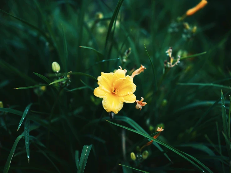 a flower sits on top of the green grass