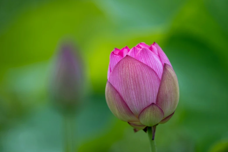 a single blooming pink lotus flower in the center of a green blurred background