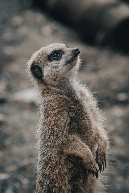 a small animal that is standing up in the dirt