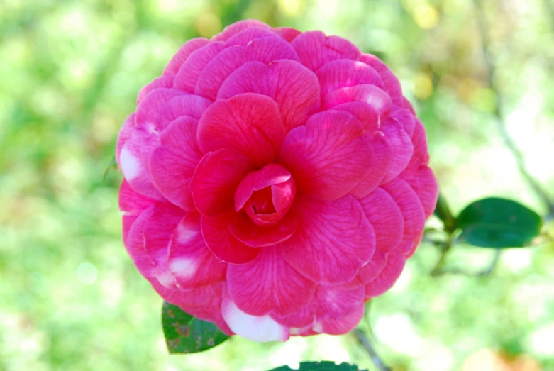 a pink flower with leaves and a green stem