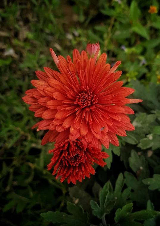 a red flower in a field of green bushes