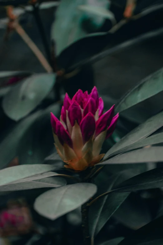 a bright pink flower blooming from its center surrounded by dark green leaves