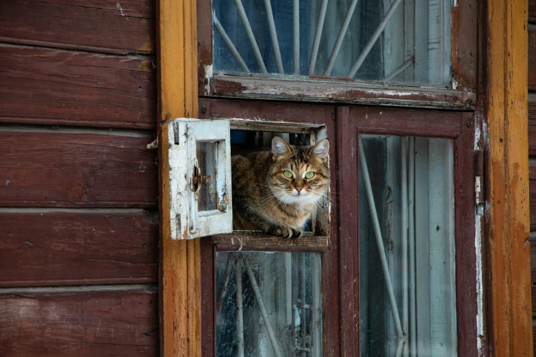 the cat is looking out of the window