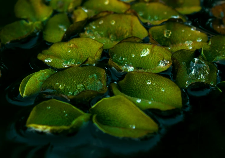 the petals of green water plants floating in the pond