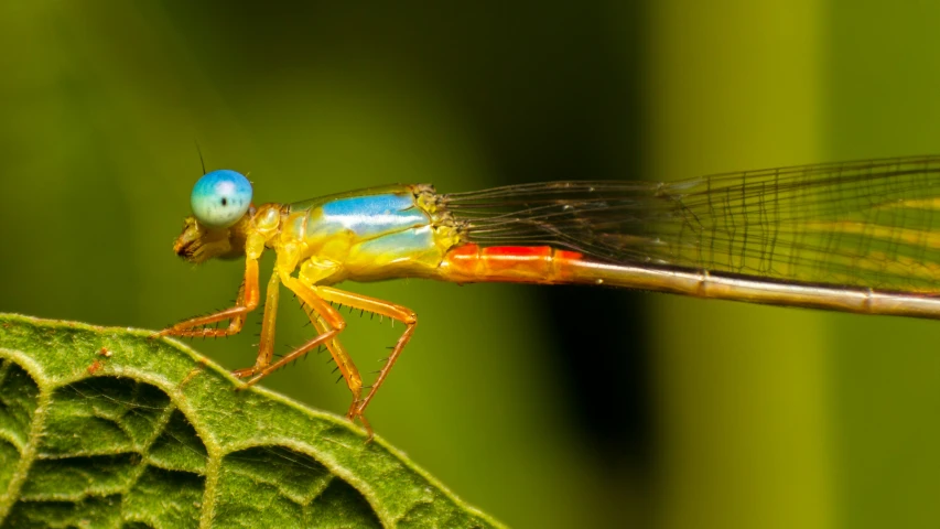 a blue and red dragonfly on green leaves