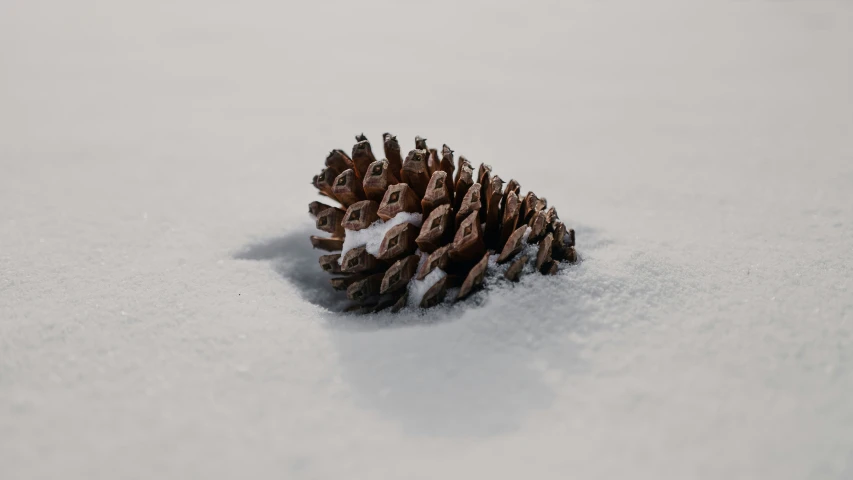 a pine cone in snow covered ground with only the top visible