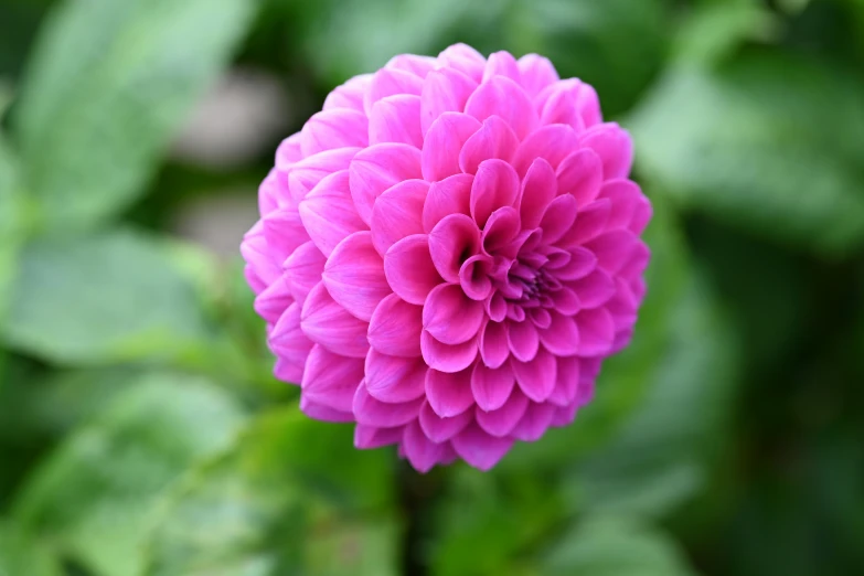 a pink flower that is blooming on a plant