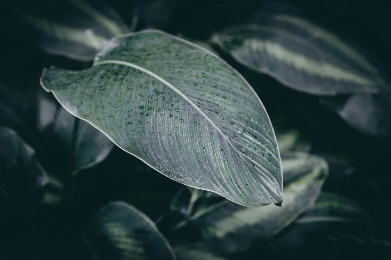 some sort of leaf that is green and black