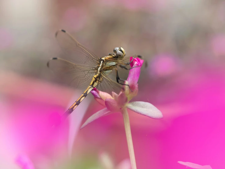 a large dragonfly on top of a pink flower