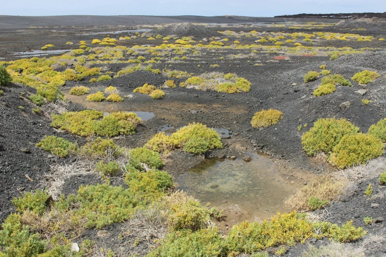 the green and yellow plants in the sand near water