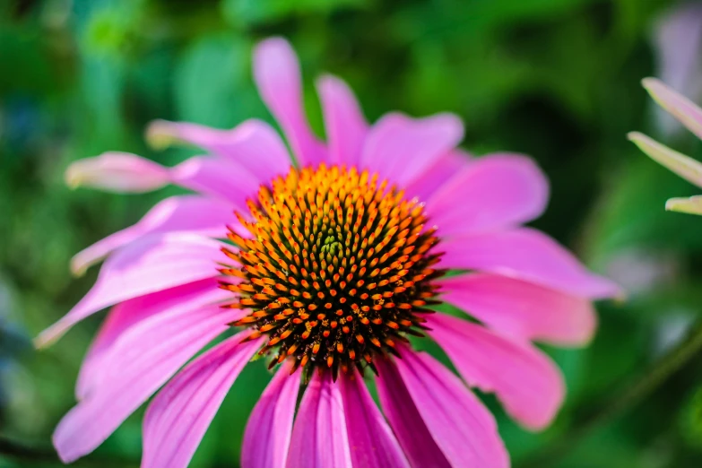 the center of a flower is bright pink