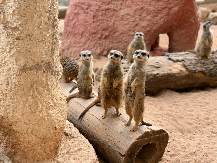 four small meerkats sit on a log in front of them