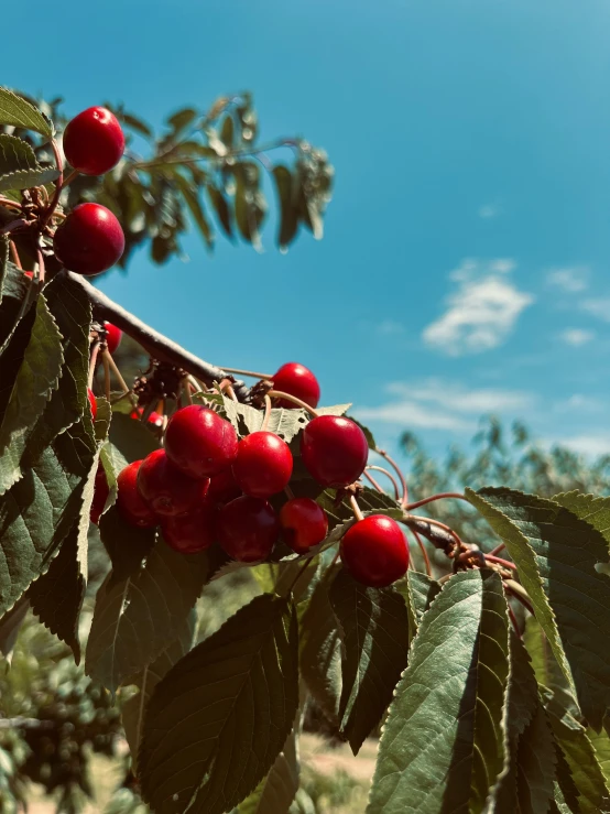 a close up of berries on the nches of an cherry tree