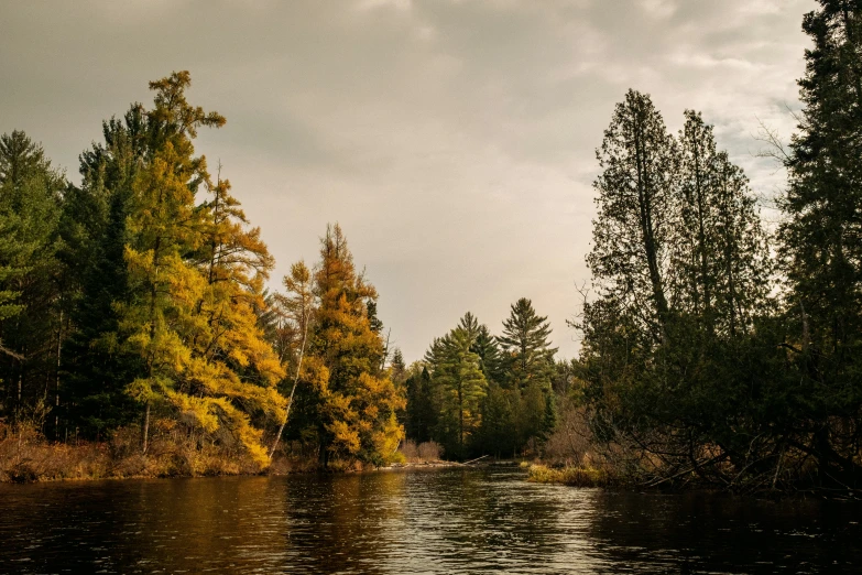 a river running through some forest next to tall trees