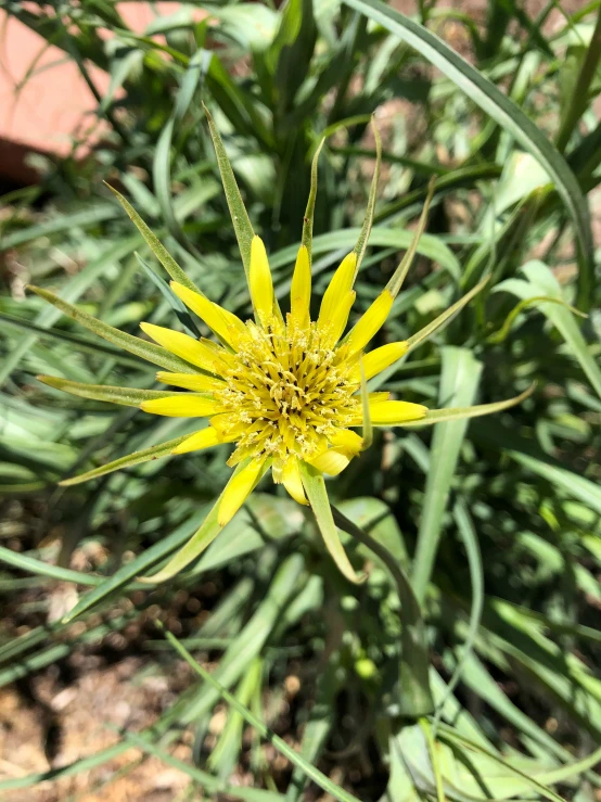 a yellow flower sitting in the middle of the grass