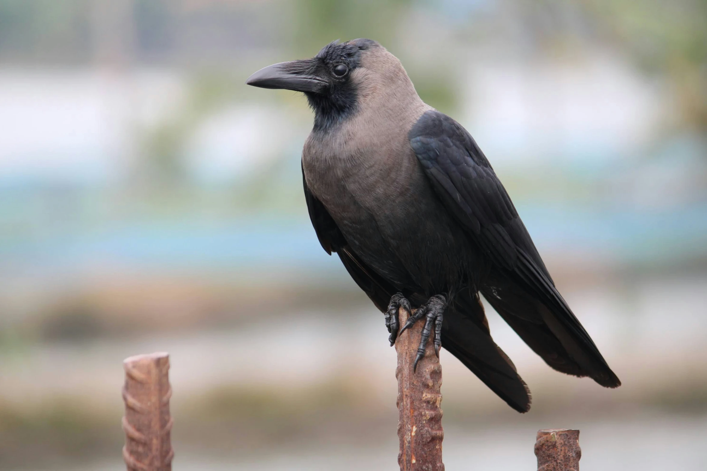 a large gray and black bird is sitting on top of some wood