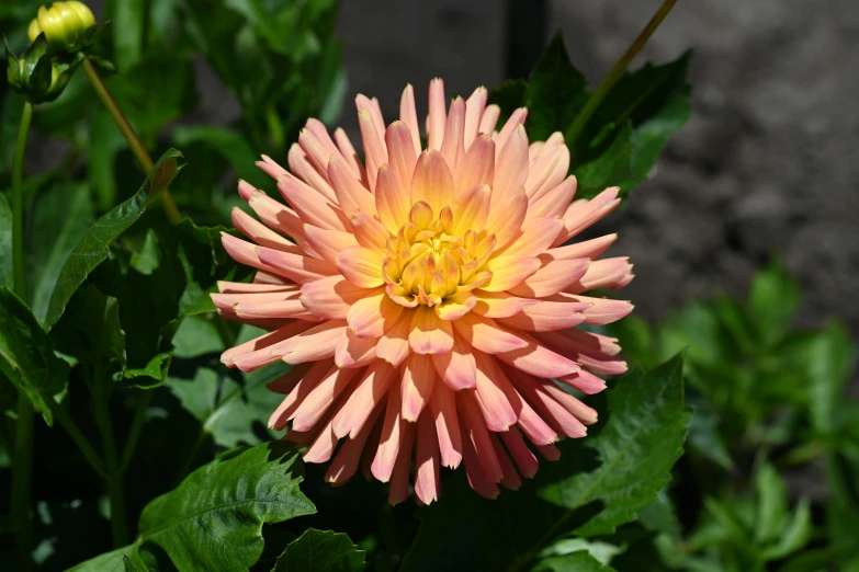 an odd looking flower with bright pink petals