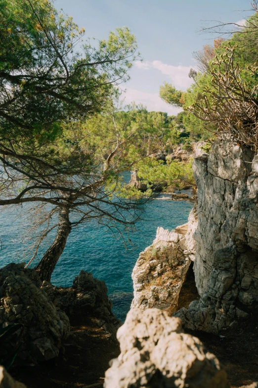 there is a tree growing out of the rocks by the water