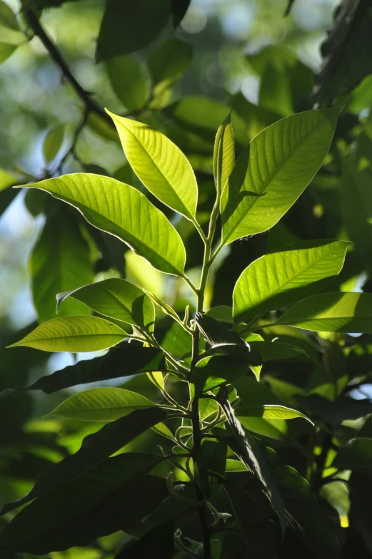 a nch with small leaves is illuminated in the sun