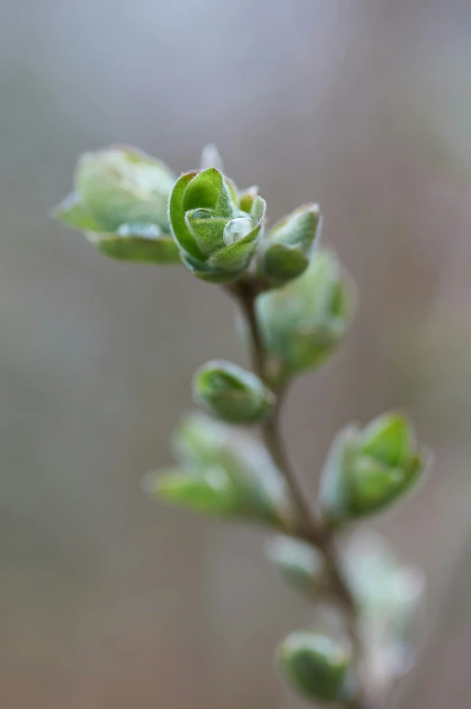 a flower bud on top of a twig in the sun