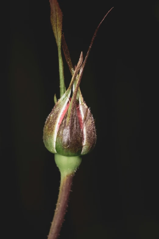 a closeup of the bud and stem of a dying flower