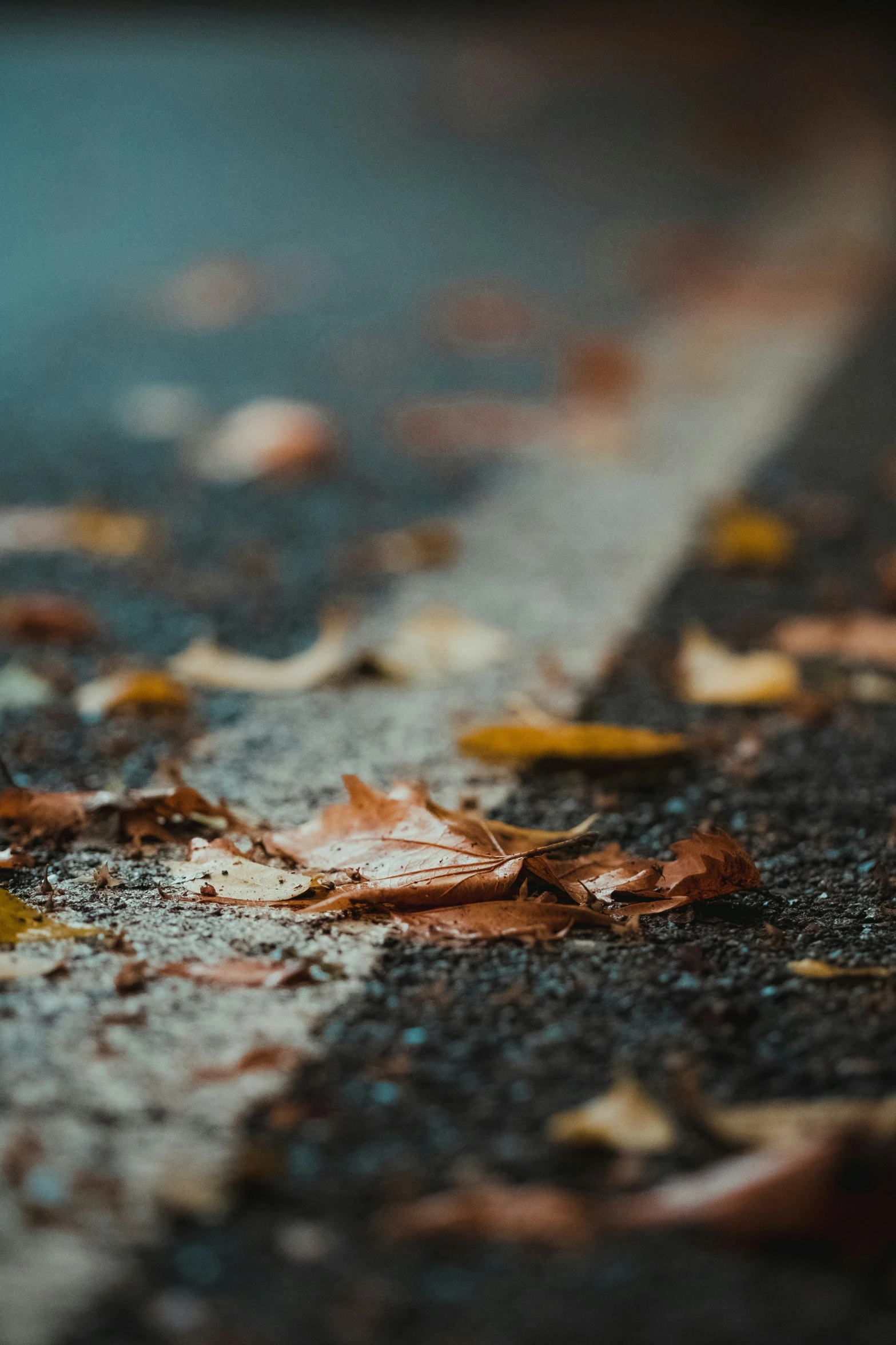 a wet street with some leaves on it