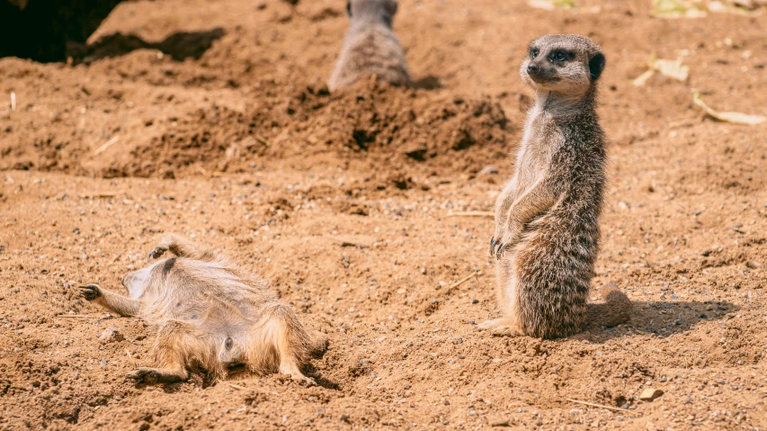 two meerkats are in the dirt and one is eating food