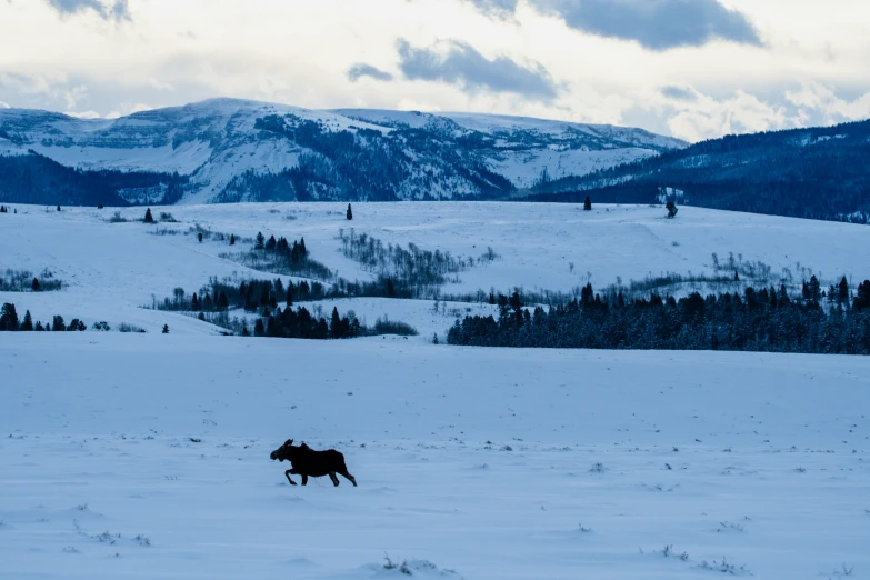 the horse is running through the snow with mountains in the background