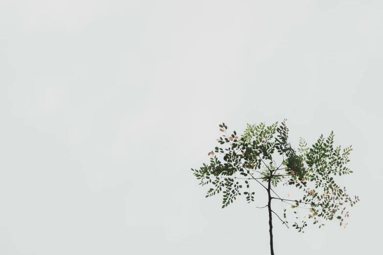 small tree with nches, leaves and a light blue sky