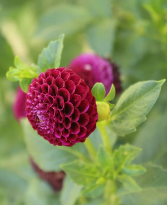 closeup po of a flower on the top of a plant