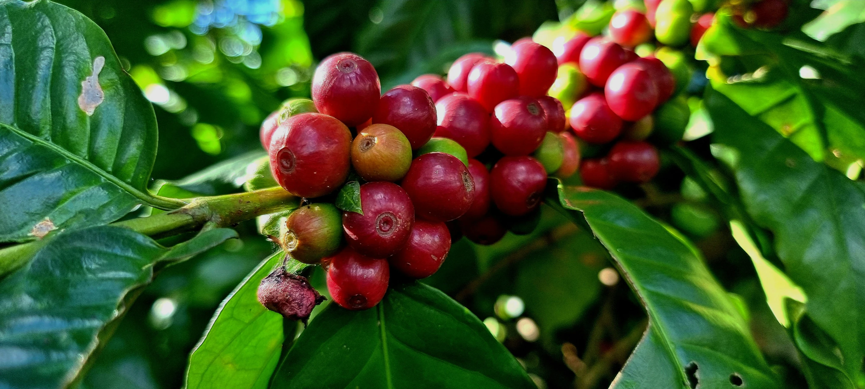 coffee beans on a tree during a sunny day