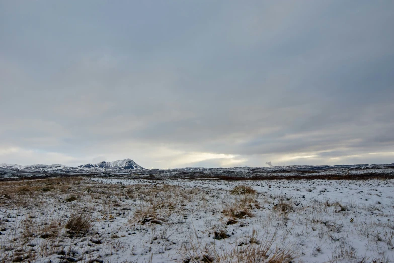 there are two trees on the far edge of a snowy field