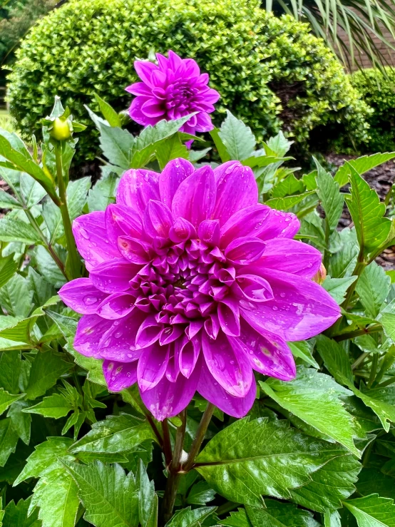 purple flowers in a pot next to some plants