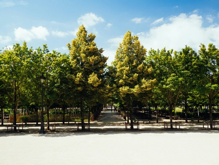 several benches sit in front of rows of trees