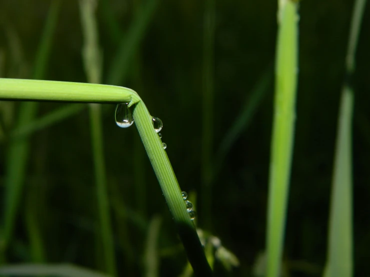 water drops are hanging off the blades of a long grass plant