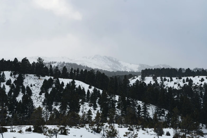 a snow covered landscape with lots of evergreens and snowy mountains in the background