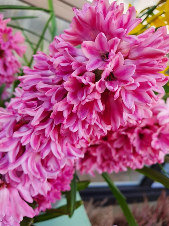 pink flowers and leaves in the foreground