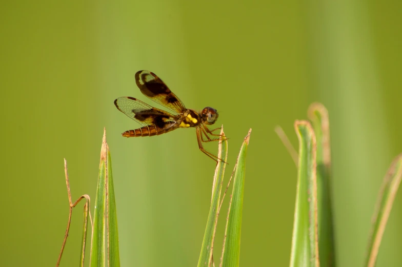 the small insect is on the tall green grass