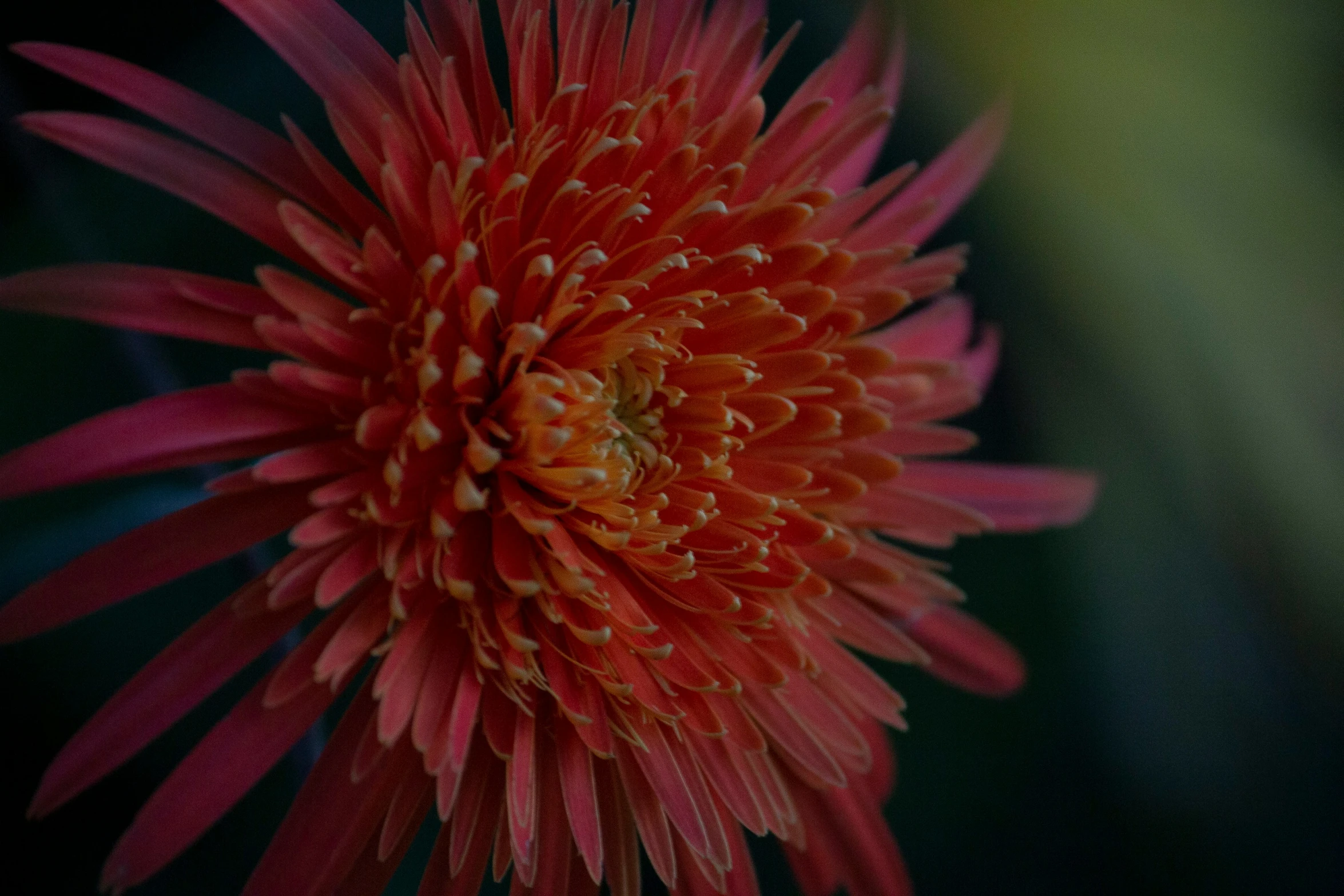 the inside of a large flower with pink petals