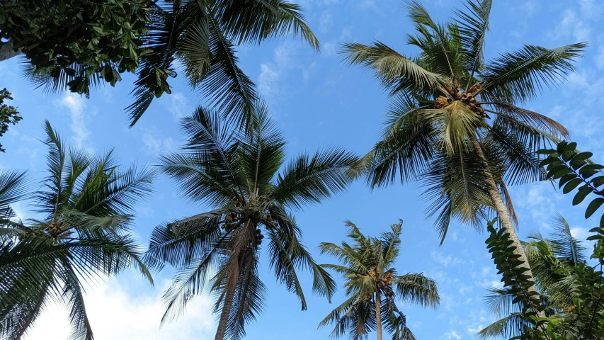 a number of palm trees against a blue sky