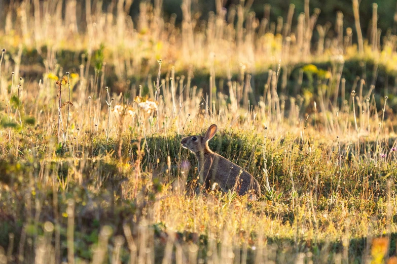 a cat sitting in some grass and weeds