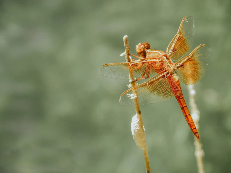 a dragonfly sits on top of a flower stem