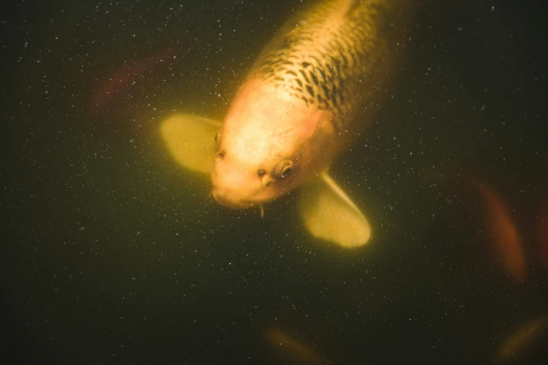 a yellow koi fish with a large black face