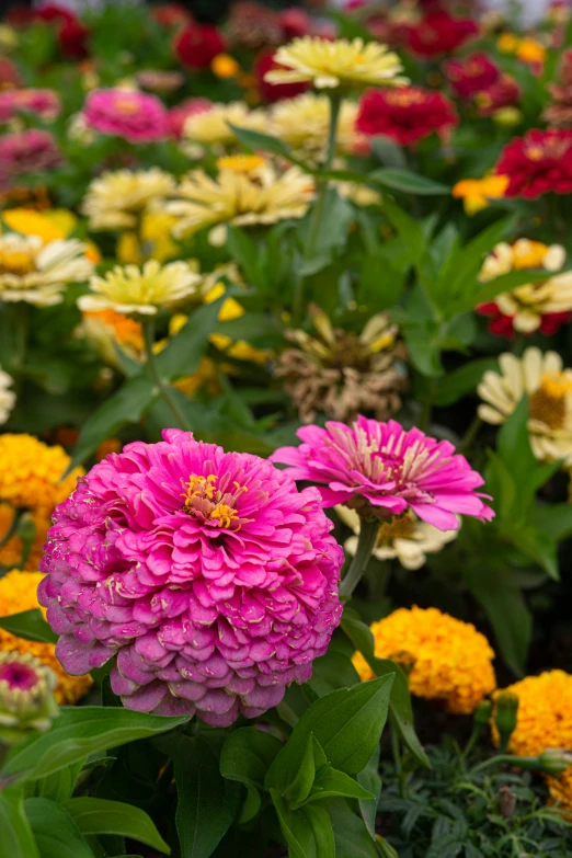 this colorful garden contains various plants that appear to be blooming