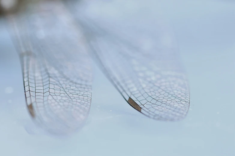 two large insects with short wings sitting on a table