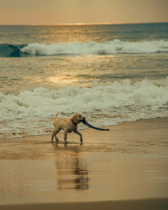 a dog playing in the water near the beach