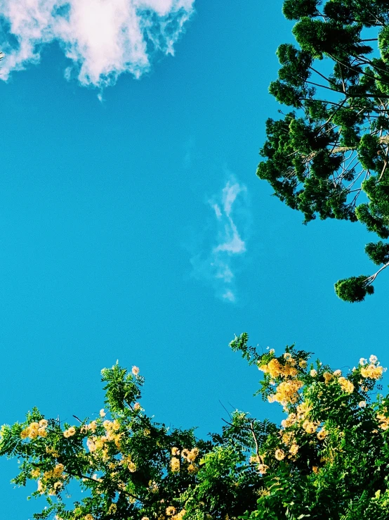 a view of some trees and the clouds in the sky