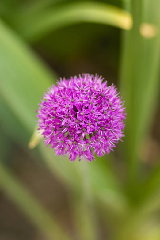 a small purple ball shaped object growing on top of grass